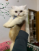 Male Persian cat